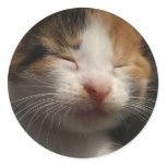 Kitten Cuteness Sticker
