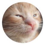 Kitten Cuteness Sticker