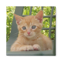 Kitten Dax Refrigerator Magnet