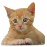 Kitten Dax Photo Sculpture