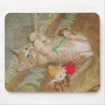 Kitten Dax Plays Mouse Pads