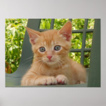 Kitten Dax Print