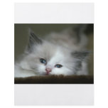 Kitten flyers
