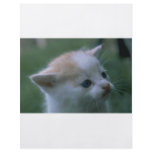Kitten Full Color Flyer