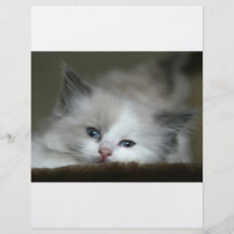 Kitten Flyer