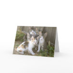 Kitten Friends Greeting Card