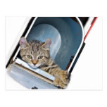 Kitten in a Mailbox Postcards