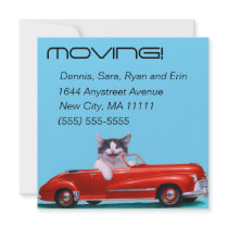 Kitten in a Red Convertible