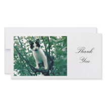 Kitten in an Apple Tree - Thank You