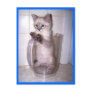 kitten in pitcher postcard