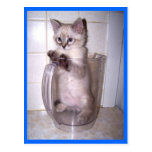 kitten in pitcher postcard