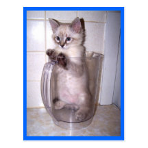 kitten in pitcher postcard