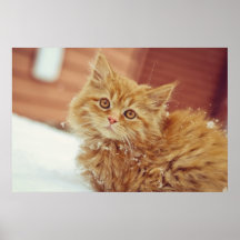 Kitten in Snow Poster