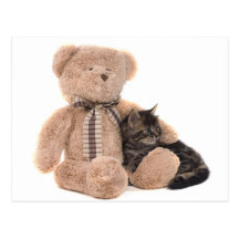 kitten in the arms of a teddy bear cartes postales
