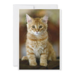 Kitten Invite invitations