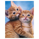 Kitten Love flyers