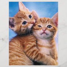 Kitten Love Personalized Flyer