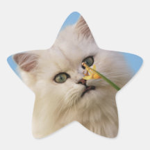 Kitten loving the daffodil stickers