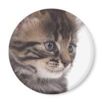 kitten aimant
