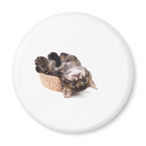 kitten magnets