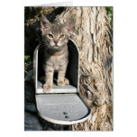 Kitten mail greeting card