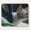 Kitten Peaking Mousepad