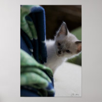 Kitten Peaking Poster