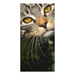 kitten photo cards