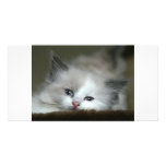 Kitten photo cards