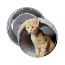Kitten Play Tunnel Pin