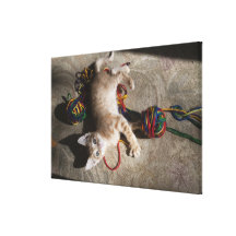 Kitten Playing With Yarn Gallery Wrapped Canvas
