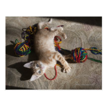 Kitten Playing With Yarn Post Card