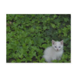 Kitten postcards