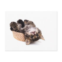 kitten carte postale