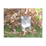 Kitten Postcard