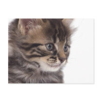kitten cartes postales