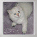 Kitten Poster posters