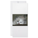 Kitten Full Color Rack Card