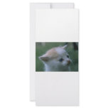Kitten rack cards
