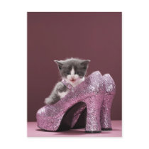 Kitten sitting in glitter shoes postcard
