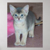 Kitten Six Weeks