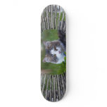 Kitten Skateboard