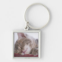 Kitten Sleeping in Bowl 2 Keychains