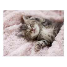 Kitten Sleeping on Towel Post Cards