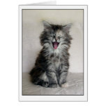 Kitten with a great expression cards