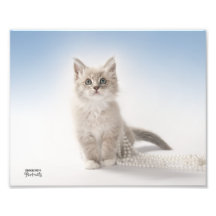 Kitten with Pearls Photographic Print