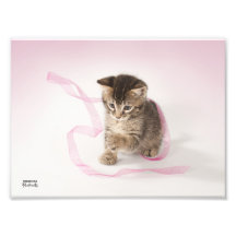 Kitten with Ribbon Photo Print