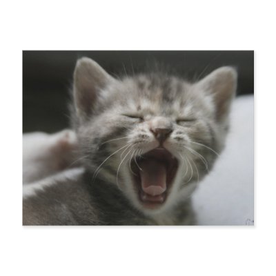 Kitten Yawning Postcard by darkimagestudios