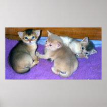 Kittens 3-weeks old Abyssinians