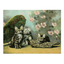 Kittens and Blossoms Postcard